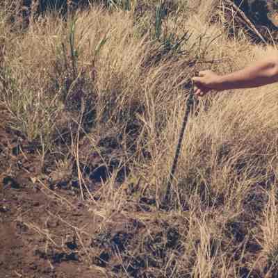 Measuring plants