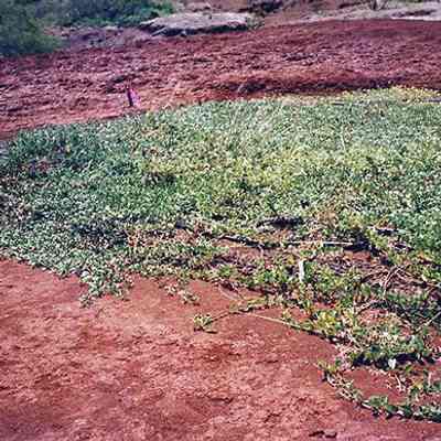 Planting
