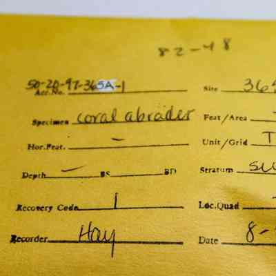 Manila artifact envelope for a coral abrader: This image shows a yellow archaeological artifact envelope from 1983 detailing a coral abrader, noting Site 365-A and recorded by Hay.