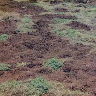 Plantings on hardpan terrain