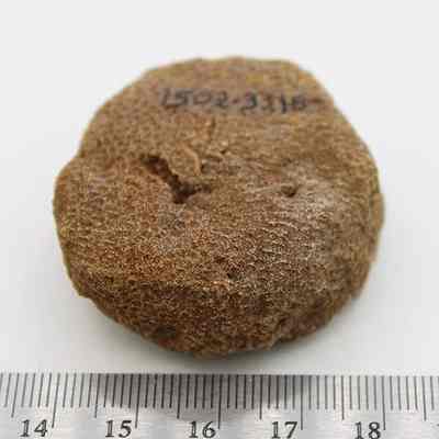 Coral disc/abrader with ruler: Origsize: 4.49 cm (d); Origformat: Artifact; Resolution: 200 dpi
