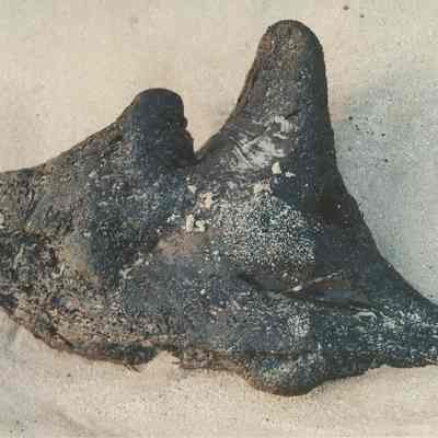Tooth-shaped rock on beach