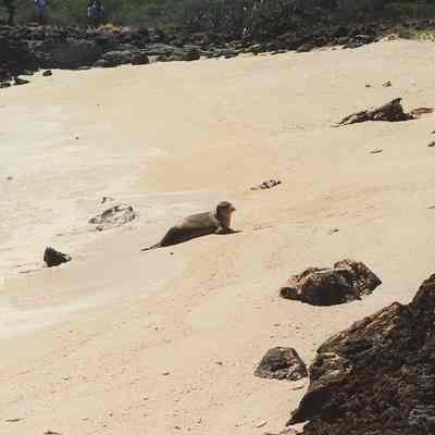 Monk seal near Kealaikahiki