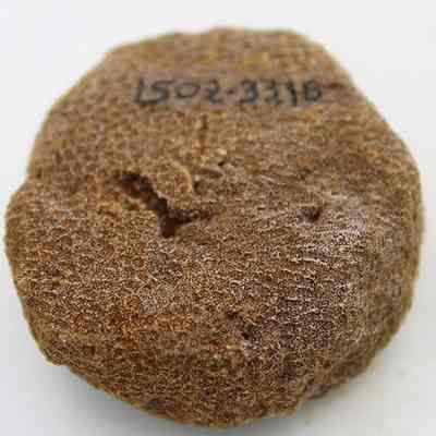Closeup of coral disc/abrader with alternate id number visible: Original size: 4.49 cm (d); Original format: Artifact; Resolution: 200 dpi