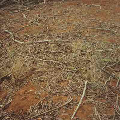 Pa'u o Hi'iaka growing in brush pile