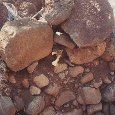 Cow bone in streambed