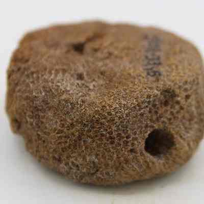 Closeup profile of coral disc abrader/disc: Original size: 4.49 cm (d); Original format: Artifact; Resolution: 200 dpi