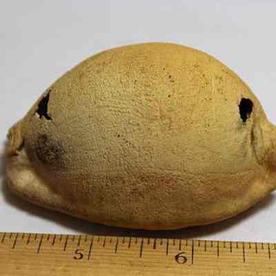 Closeup of partial damaged leho (cowrie shell) lu he'e (octopus lure): Origsize: 3 in; Origformat: Artifact