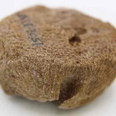 Closeup profile of coral abrader or disk: Original size: 4.49 cm (d); Original format: Artifact; Resolution: 200 dpi