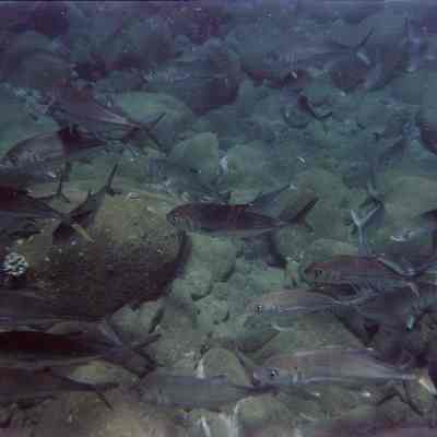 School of pake ulua along bottom