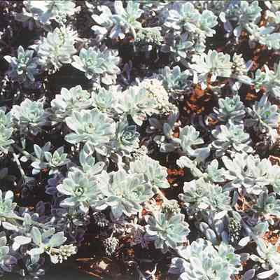 Hinahina plants