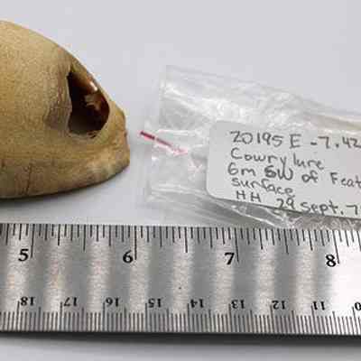 Cowry shell with tag and ruler: Origsize: 2.25 in (L); Origformat: Artifact; Resolution: 220 dpi
