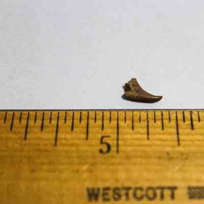 Closeup of a point of a fishhook (makau)