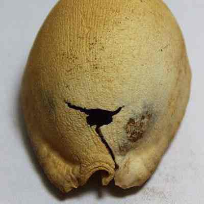 Lengthwise view of a partially damaged cowrie shell (leho) lure: Origformat: Artifact