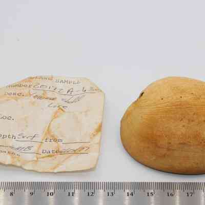 Shell lure