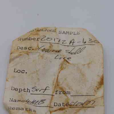 Artifact slip for a lu he'e (cowry shell lure): The image shows an aged artifact slip labeled as a "sample" with handwritten details, including number, description, depth, and date.