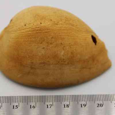 Profile of (lu he'e) cowry shell lure with ruler: A beige cowry shell lure with surface texture rests alongside a ruler.