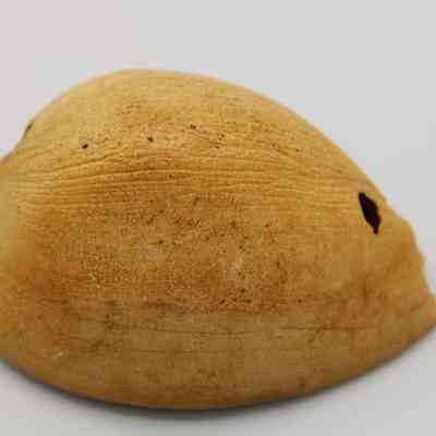 Closeup profile of an intact lu he'e (cowry shell lure): The image shows a close-up of a cowry shell lure, displaying its smooth, oval shape and natural brownish texture, with some visible wear.
