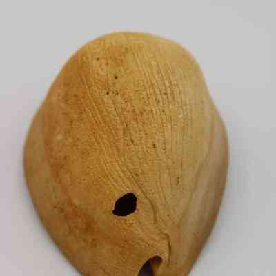 Lengthwise view of lu he'e (cowry shell lure): The image shows a cowry shell lure with a textured, tan surface, marked by natural lines and incorporating a small hole near its center.