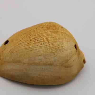 Profile of lu he'e (cowry shell lure): The image shows a cowry shell lure with a smooth, beige surface, featuring natural ridges and slight openings, used in fishing practices.