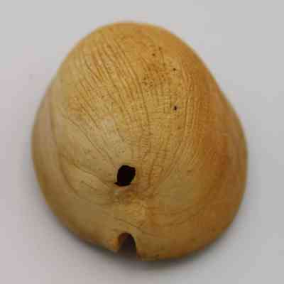 Lengthwise of lu he'e (cowry shell lure): The image shows a smooth, rounded cowry shell lure with a small hole, displaying a natural beige color and textured surface details.