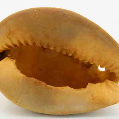 Underside of a lu he'e (cowry shell lure): The image shows the underside of a cowry shell lure, highlighting its curved, smooth surface and natural, textured edges.