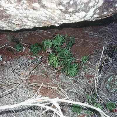 Iwaiwa under boulder: Origsize: 4" x 6"; Origformat: Print-Photographic; Resolution: 200 dpi
