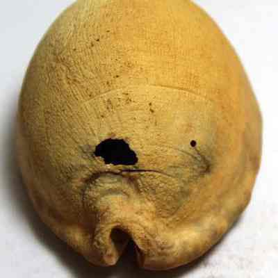 Lengthwise view of a cowrie shell (leho) lure: Origformat: Artifact