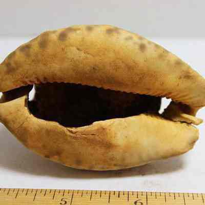 Closeup of the underside of cowrie shell lure: Origformat: Artifact