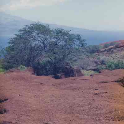 Hardpan and tree in gully