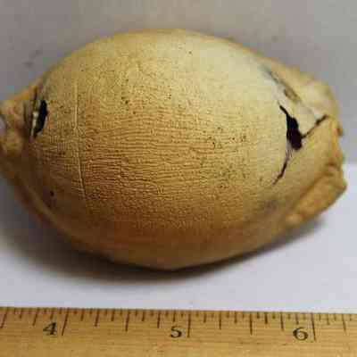 Partially damaged cowrie shell (leho) lure partially upright: Origformat: Artifact