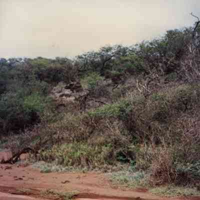 Barren terrain with shrubs on hillside