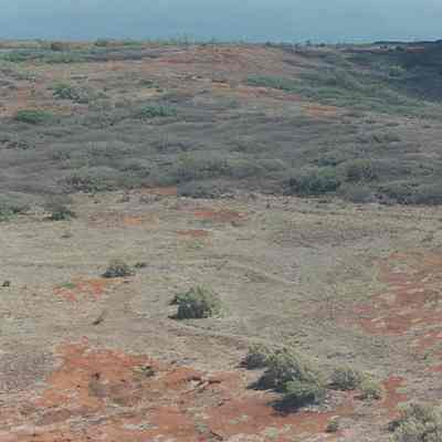 Aerial-vegetation