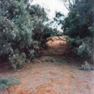 Tree-lined path: Origsize: 3.5" x 5"; Origformat: Print-Photographic; Resolution: 200 dpi