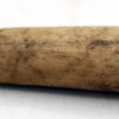 Profile of echinoidea abrader: The image shows an elongated, pointed object with a rough texture, resembling a tool or artifact, placed against a white background.