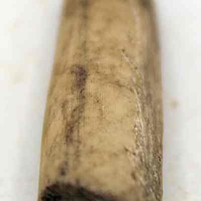 Closeup of echinoidea abrader: The image shows a close-up of an ancient, elongated, cylindrical tool or artifact made from worn, darkened bone.