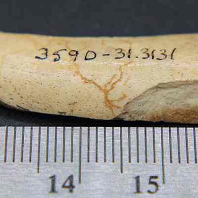 Worked bone with visible alternate id number and ruler: The image depicts a worked bone fragment, with a numerical inscription, placed alongside a measuring ruler for scale reference.