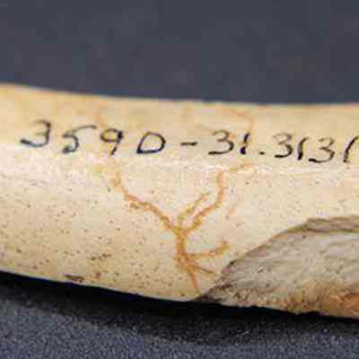 Closeup of worked bone with visible alternate id number: The image shows a worked bone fragment with a pointed tip, featuring a numeric inscription, 359D-31.3131, set against a black background.