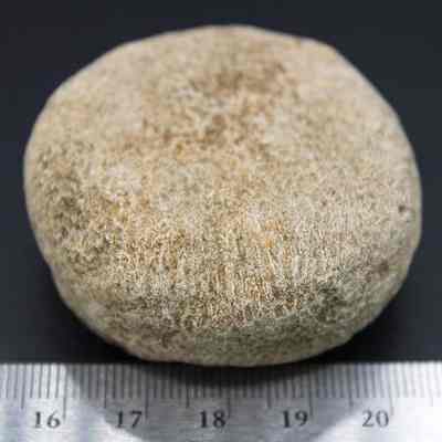 Coral disk and ruler: The image shows a round, textured stone placed against a black background, with a ruler below indicating its diameter of 5.01 centimeters.