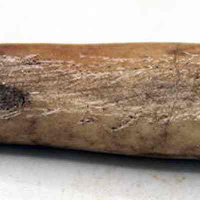 Close up of echinoid abrader: The image shows an ancient, elongated, cylindrical artifact with a rough, weathered surface, displaying significant signs of wear. It has a light beige color.