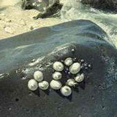 'Opihi (limpets) on pohaku (rock)