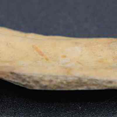 Close up of a small piece of worked bone: The image shows a single, flat, beige bone fragment with rough edges, displayed on a dark surface, highlighting its texture and irregular shape.