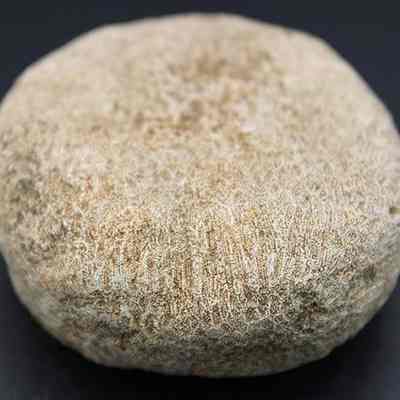 Closeup of coral disk: The image shows a round, textured, light brown coral piece with intricate patterns resembling fine lines, set against a dark background, highlighting its details and distinct surface.