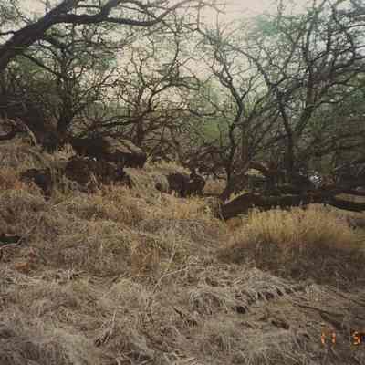 Old trail in river bed