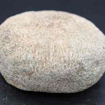 Closeup of coral disk: The image shows a rounded coral piece with a rough, textured surface, sitting against a dark background, highlighting its earthy tone and natural imperfections.