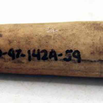 Closeup of abrader with original accession number: The image shows an elongated, tapered bone object with the identification number "50-20-97-142A-59" written on its surface in side.