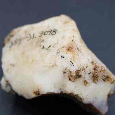 Closeup of quartzite core with visible alternate id number: The image shows a rough, irregularly shaped white stone with dark brown spots, possibly fossilized or geological in origin, marked with identifying numbers written in black ink.