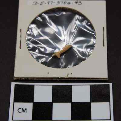 Portion of fishhook with scale: The image shows a small artifact sealed in plastic within a cardboard frame, with a measurement scale beneath it.