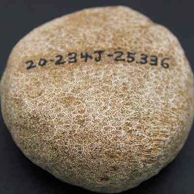 Closeup of coral disk with visible alternate id number: The image shows a brown, textured coral with the numbers "20-234J-25.336" written prominently on its surface in black ink.