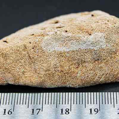 Profile of coral abrader with ruler: The image displays a rough, triangular, beige coral abrader with small holes, positioned beside a metallic ruler that measures it at approximately 6.5 centimeters in length.